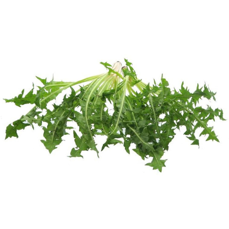 PISSENLIT VERT SAUVAGE 1KG